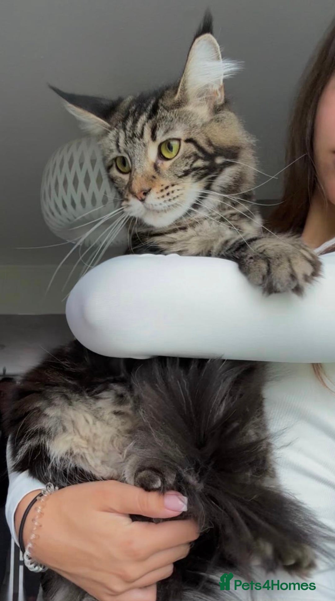 Maine Coon cats for sale: 🐾 2 MAINE COON KITTENS LOOKING FOR LOVING HOME 🐾 - Advert 26