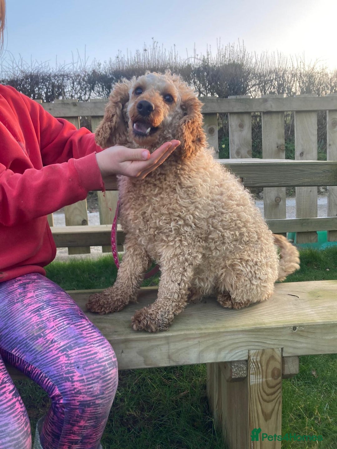 Cavapoo dogs for sale: Gorgeous Cavapoo Puppies - Advert 17