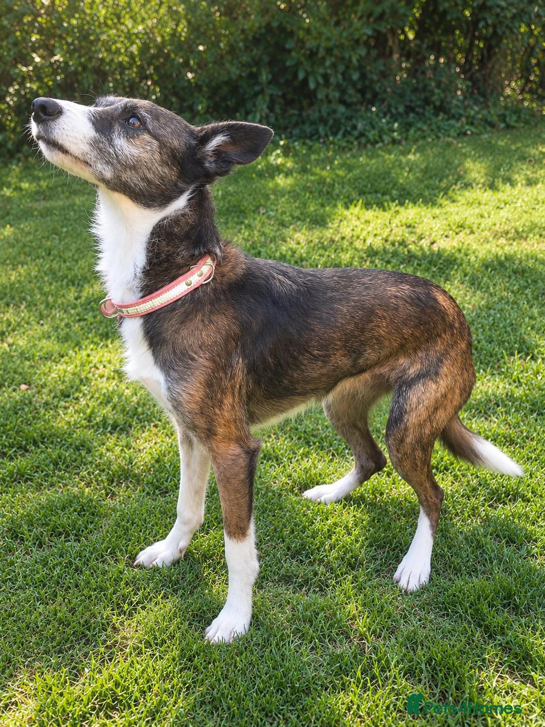 Mixed Breed dogs A gentle senior girl needs a loving home - Advert 9