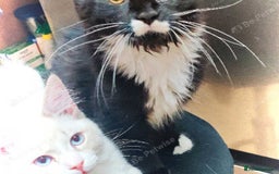 Maine Coon cats for sale: Adorable Maine Coon x Ragdoll Kittens - Image 3