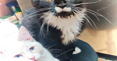 Maine Coon cats - Advert 1
