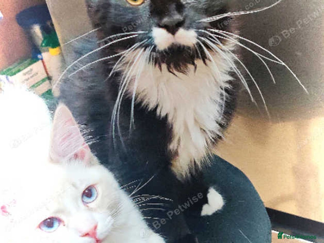 Maine Coon cats for sale: Adorable Maine Coon x Ragdoll Kittens - Image 3