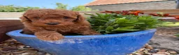 Poodle dogs for sale: Miniature homebred  red poodle pups male  - Advert 7