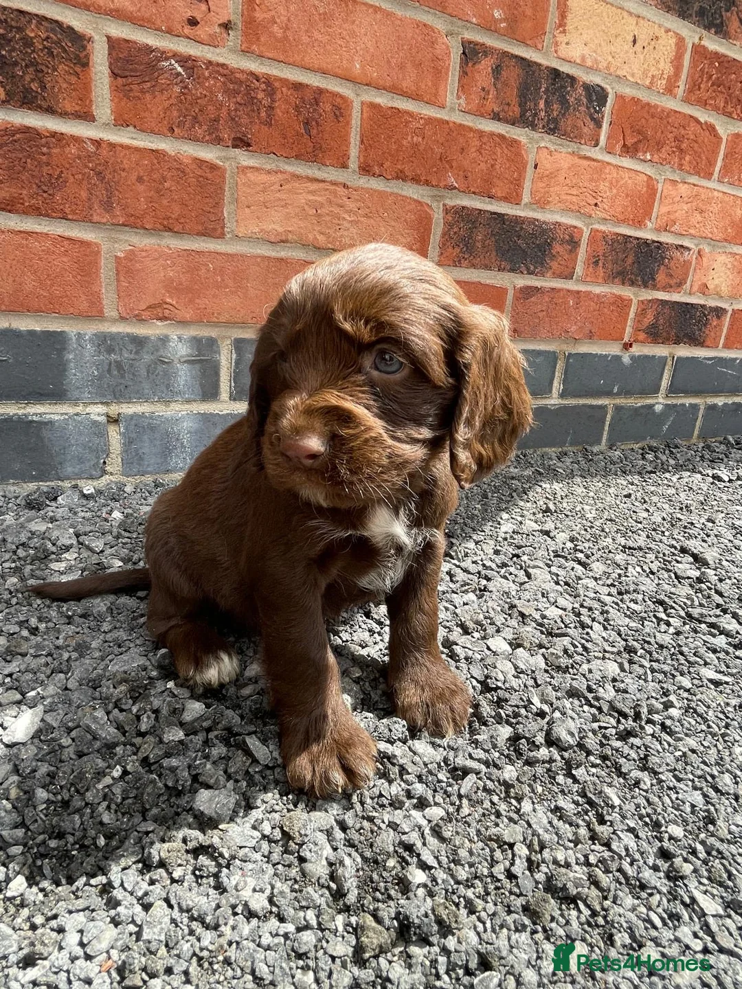 Cockapoo dogs for sale: cockapoo puppies - Advert 2