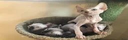 Sphynx cats for sale: Sphynx kittens - Advert 14