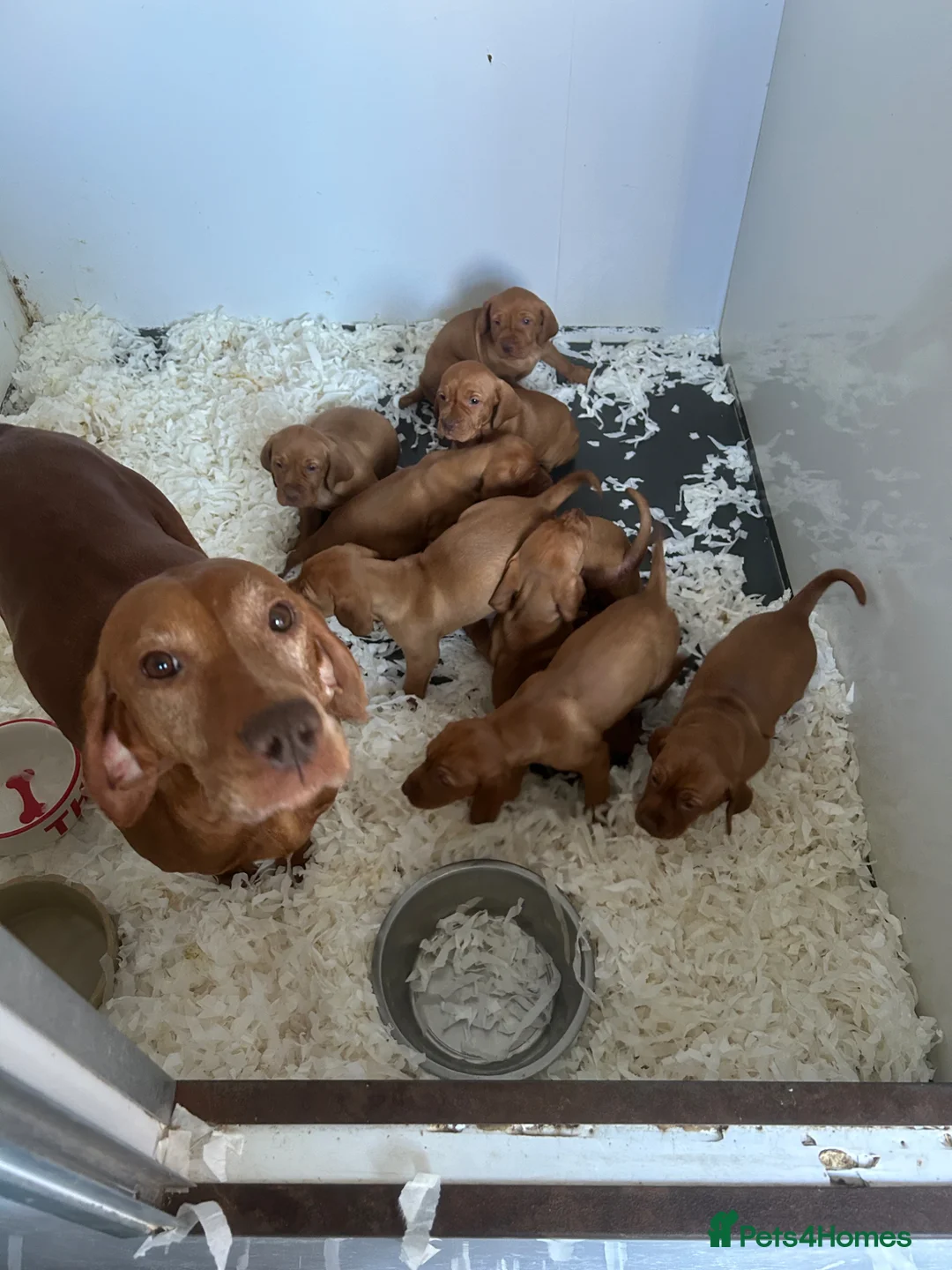 Hungarian Vizsla dogs for sale: Stunning chunky Hungarian vizsla puppies  - Advert 15
