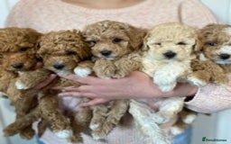 Toy Poodle dogs for stud: RED TOY POODLE KC REGISTERED PROVEN STUD in Derby - Image 25