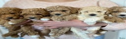 Toy Poodle dogs for stud: RED TOY POODLE KC REGISTERED PROVEN STUD in Derby - Advert 25