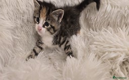 Maine Coon cats for sale: Beautiful Mainecoon princess - Image 2