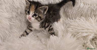 Maine Coon cats - Advert 11