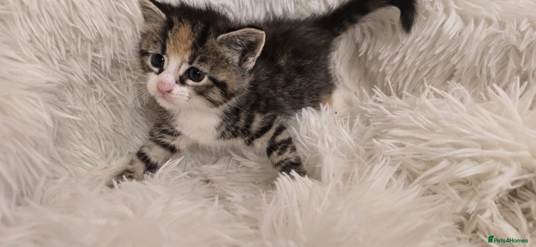 Maine Coon cats for sale: Beautiful Mainecoon princess - Image 2