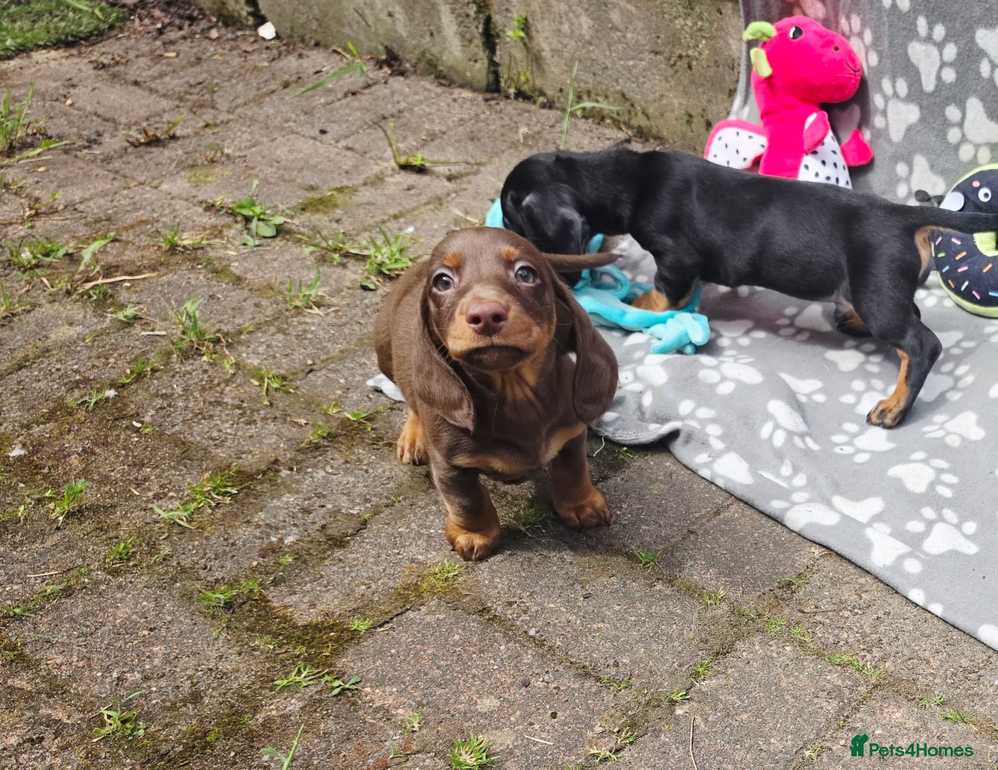 Dachshund dogs Mega cute half long haired dachshund puppies  - Advert 5