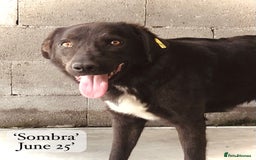 Mixed Breed dogs for adoption: Sombra, 1.5 yrs approx  Available for adoption  in Brixham - Image 14