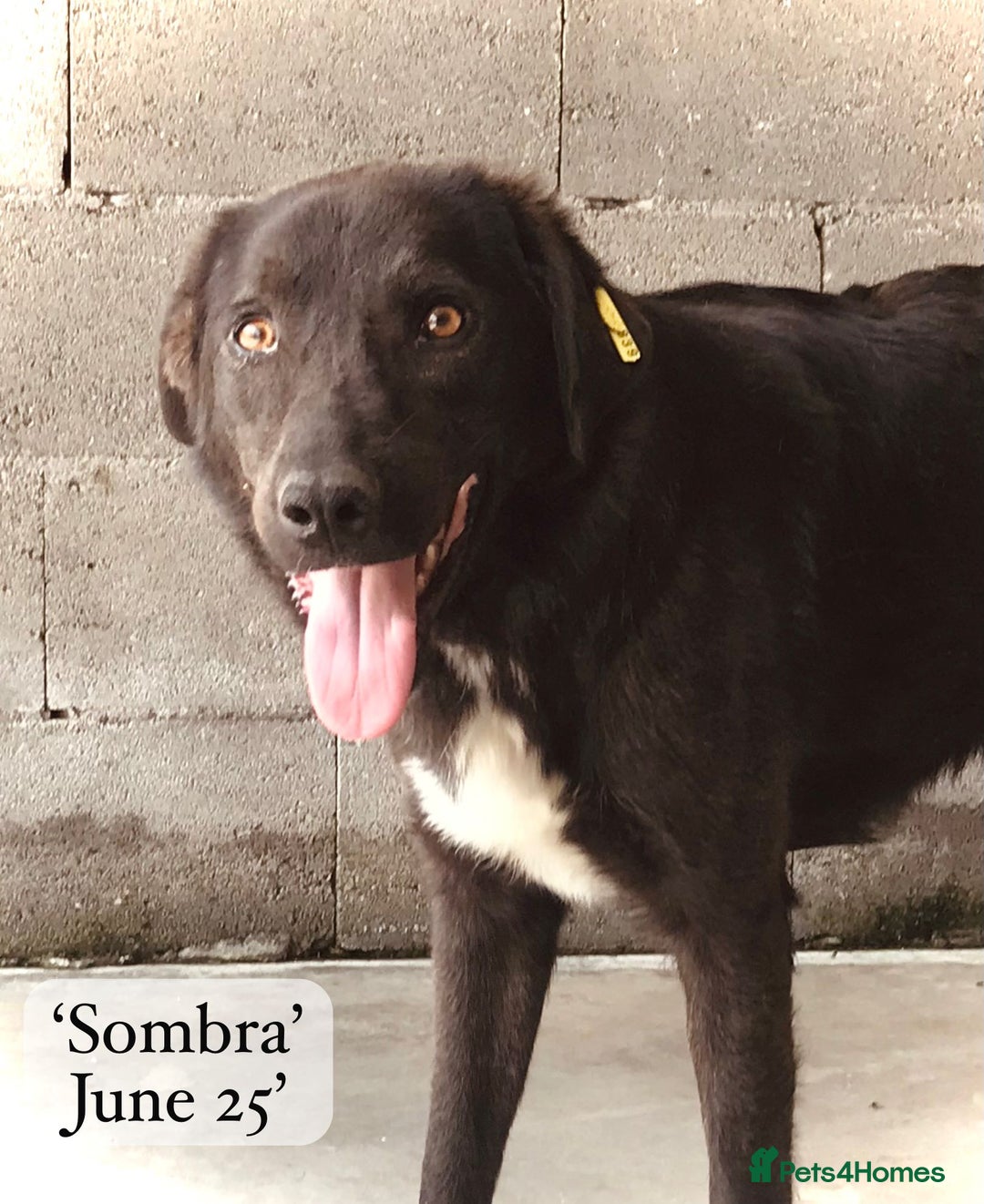 Mixed Breed dogs for adoption: Sombra, 1.5 yrs approx  Available for adoption  in Brixham - Image 14