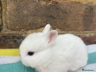 Netherland Dwarf rabbits - Advert 6