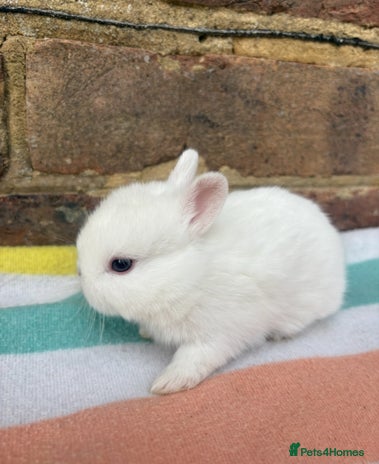 Netherland Dwarf rabbits - Advert 2