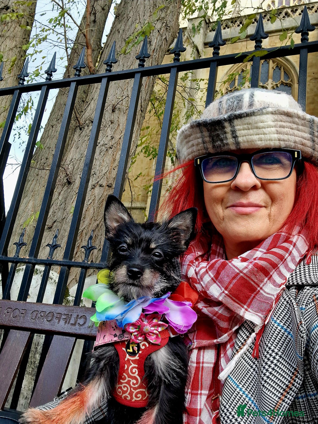 Chorkie dogs for sale: Chorkie called Angel - Advert 4