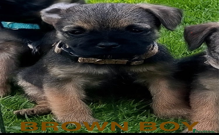 Border Terrier dogs - Advert 1