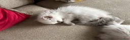 Ragdoll cats for sale: Beautiful Pure Ragdoll kittens - Advert 34