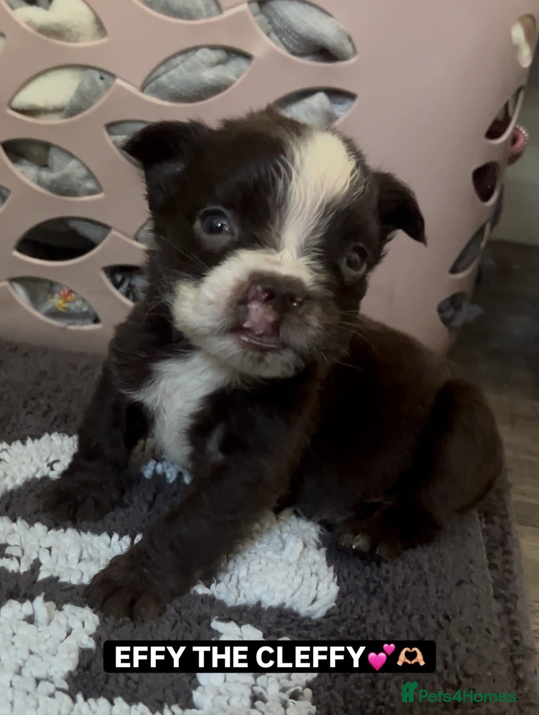 Olde English Bulldogge dogs for sale: MAMMUT OLDE ENGLISH BULLDOGS - Image 6