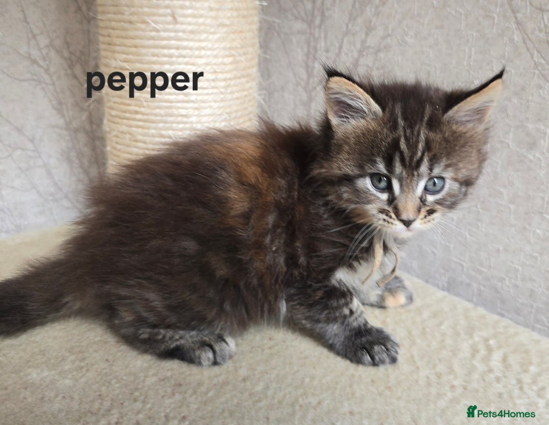 Maine Coon cats for sale: Maine Coon Kittens Tortie/Torbie Russian lines - Image 30