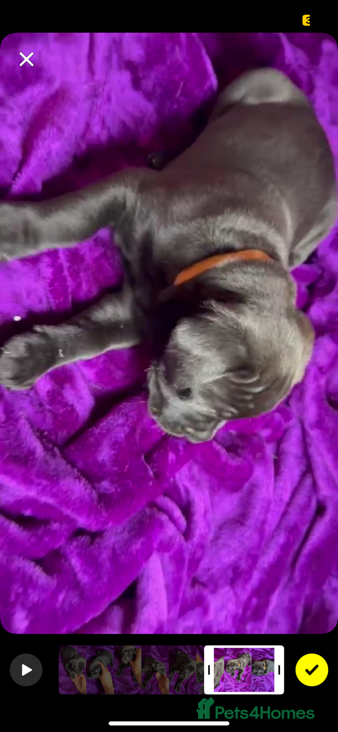 Mixed Breed dogs for sale: Cane Corso × Rottweiler/Bordeaux Puppies All Girls - Image 26