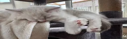 Ragdoll cats for sale: GCCF Registered Ragdoll Kittens - Advert 23