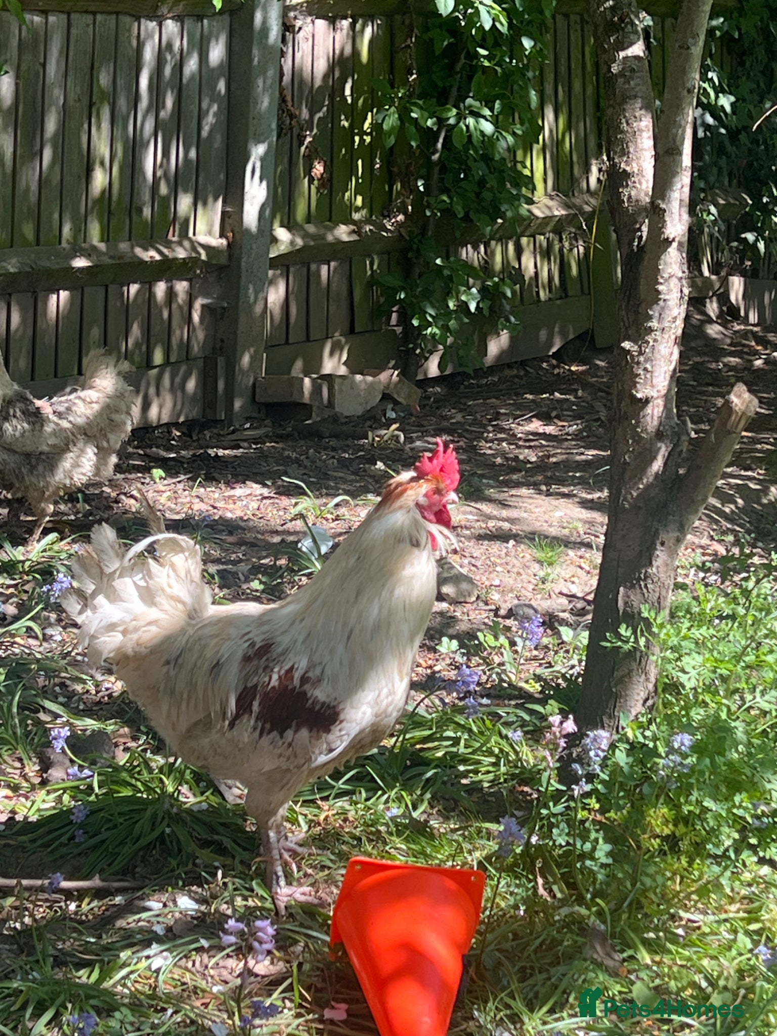 Mixed Breed poultry for sale: Handsome cockerel  - Advert 3