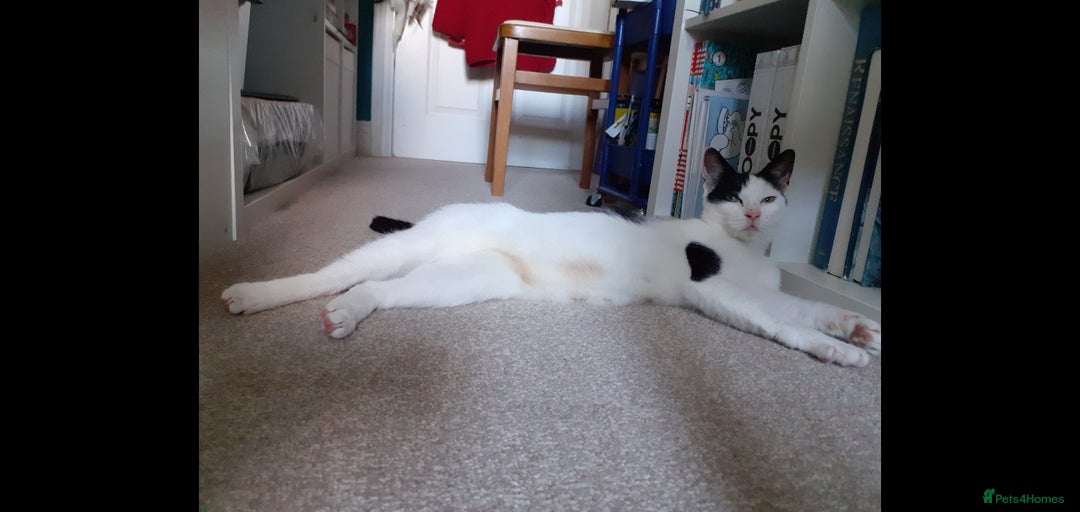 Domestic Shorthair cats for sale: Beautiful girl  - Image 6