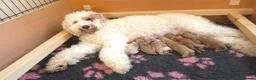 Australian Labradoodle dogs for sale: Multigeneration Australian Labradoodle  - Advert 27