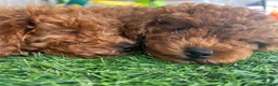 Toy Poodle dogs for sale: Cutest and smallest Girl  in the litter ❤️❤️❤️ - Advert 8