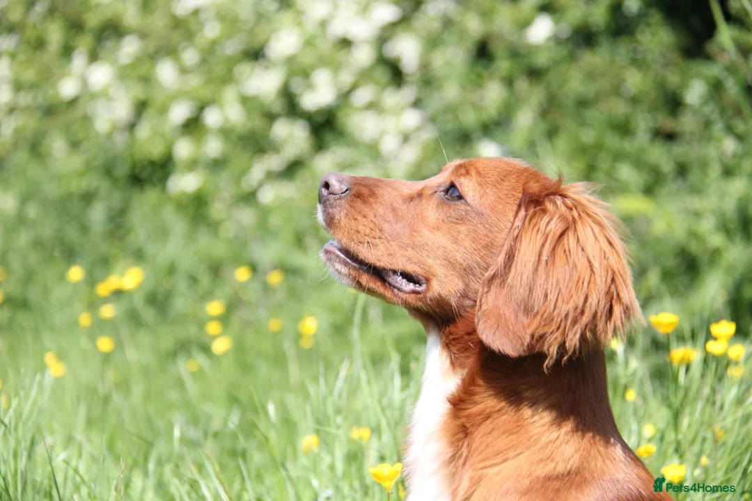 Cocker Spaniel dogs for stud: PROVEN Red Cocker Spaniel at Stud in Durham - Advert 8