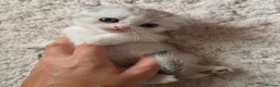 Munchkin cats for sale: Scottish Kilts ( MUNCHKIN FOLD) kittens 😸  in Gloucester - Advert 22