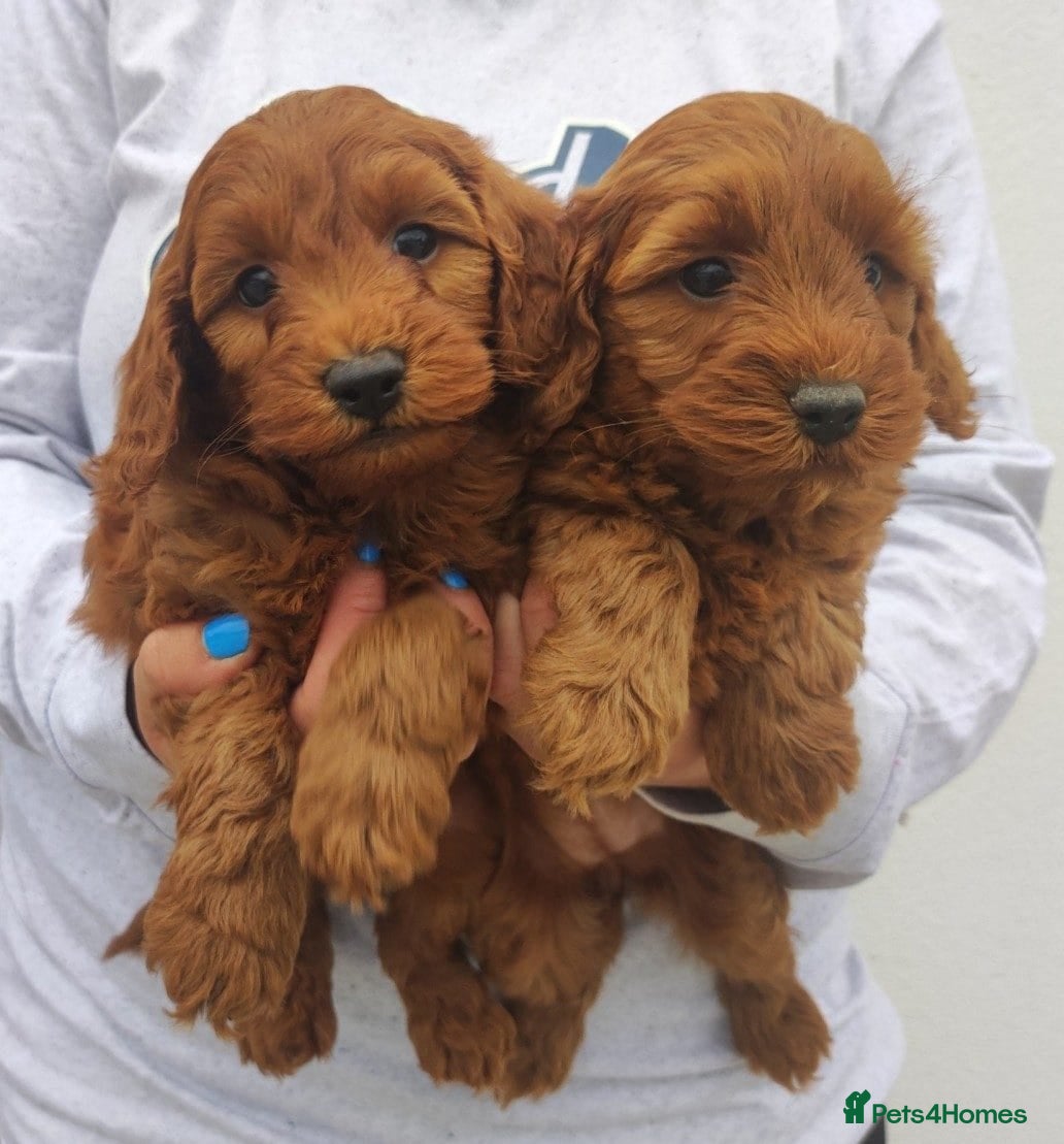 Cavapoo dogs Health tested Red Cavapoo puppies - Advert 1