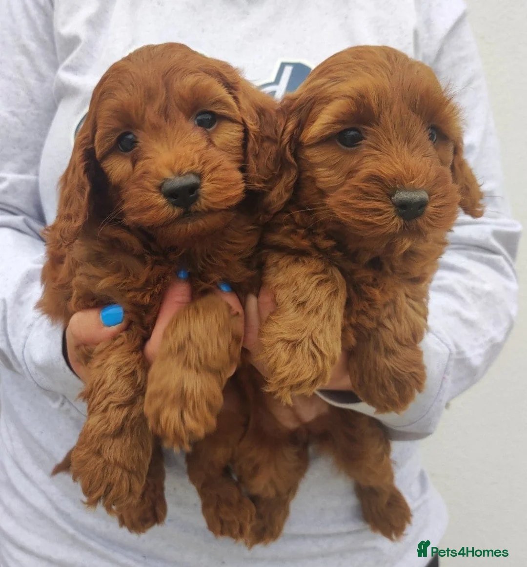 Cavapoo dogs for sale: Health tested Red Cavapoo puppies - Advert 1