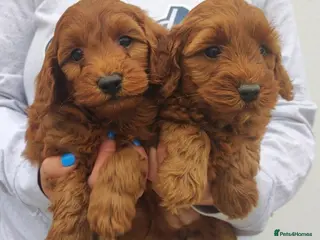 Cavapoo dogs Health tested Red Cavapoo puppies - Advert 1
