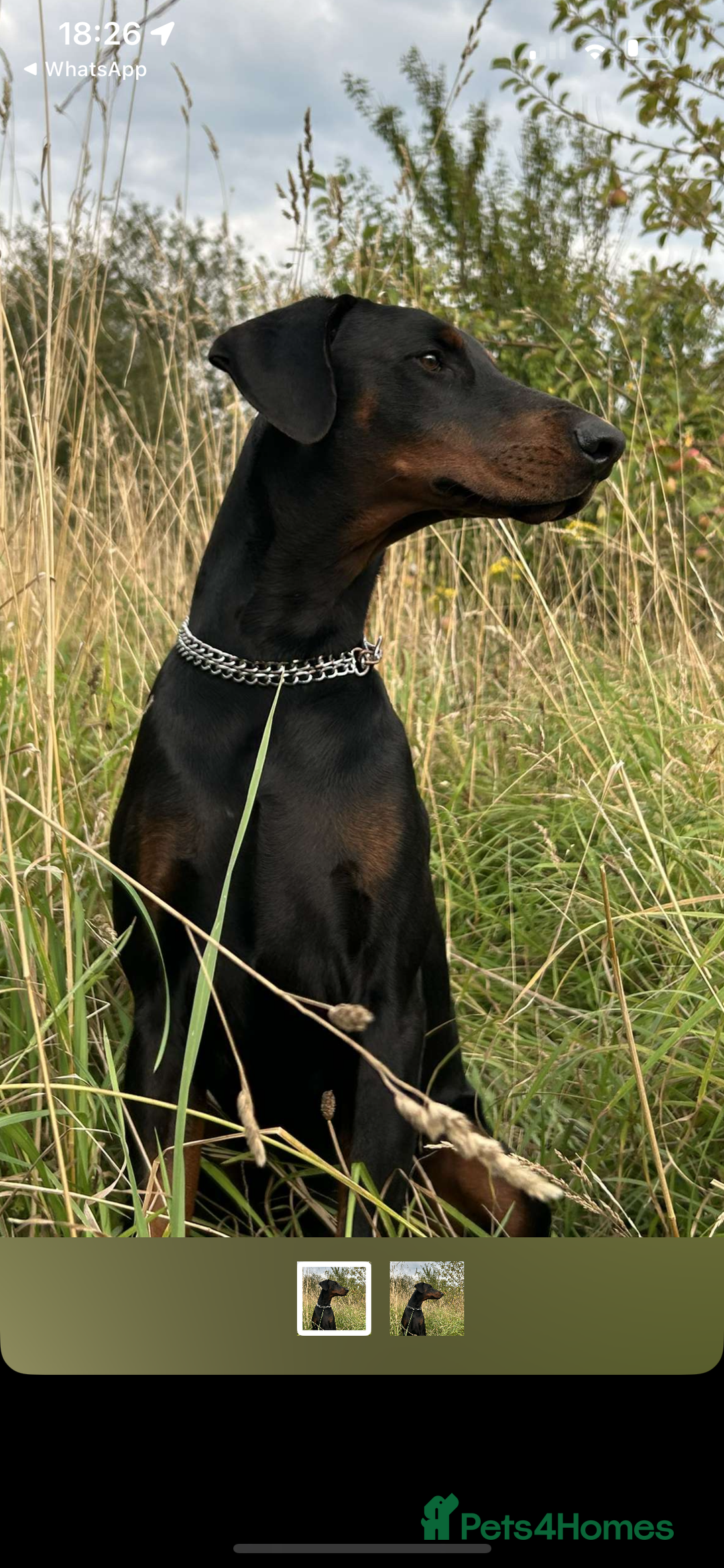 Dobermann dogs for sale: Doberman puppies for sale  - Image 7