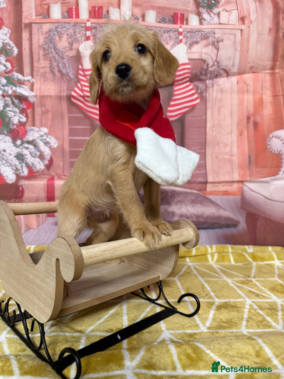 Labradoodle dogs for sale: Unique Stunning miniature doodles - Advert 37