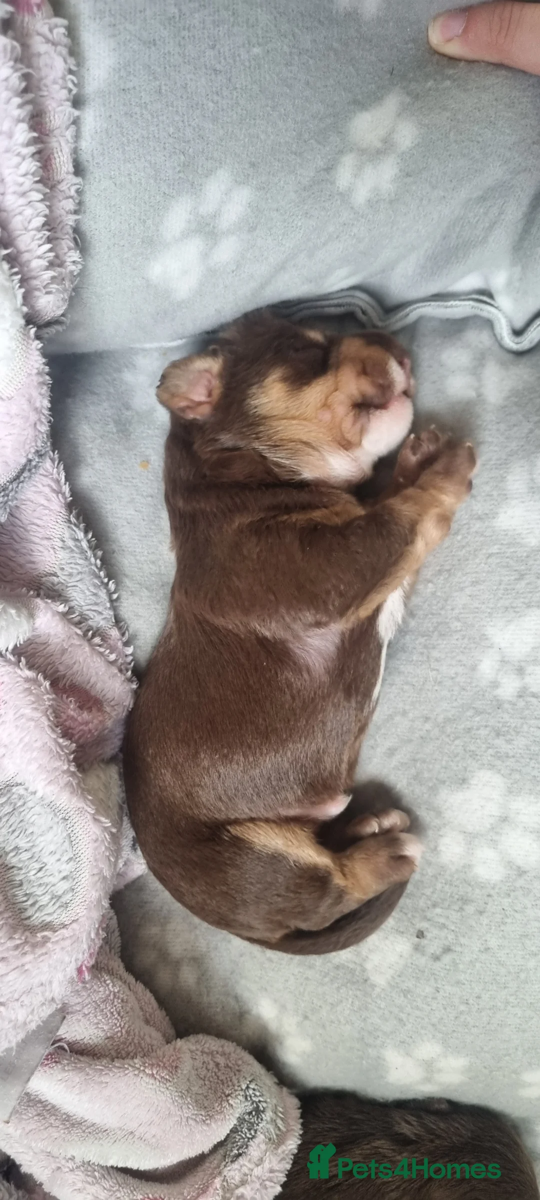 Dachshund dogs for sale: Dachschund puppies - Advert 2