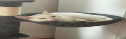 British Shorthair cats for sale: Cat for sale  - Advert 4