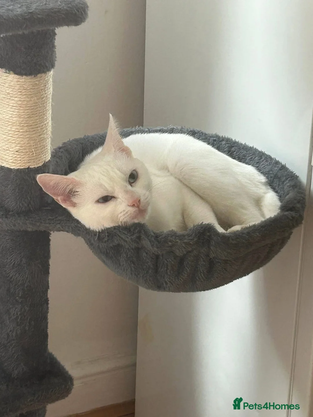 British Shorthair cats for sale: Cat for sale  - Advert 4