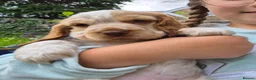 Cocker Spaniel dogs for sale: Show Cocker Spaniel - Advert 2