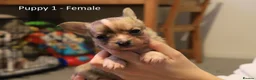 Chihuahua dogs for sale: Chihuahua Puppies in Crawley - Advert 3