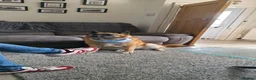 Mixed Breed dogs for sale: German Shepherd x Akita rehoming in Nottingham - Advert 4