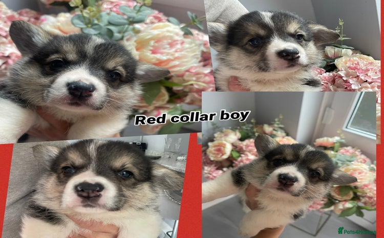 Welsh Corgi Pembroke dogs - Advert 1