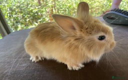 Lionhead rabbits for sale: 5 lionhead bunnies  - Image 5