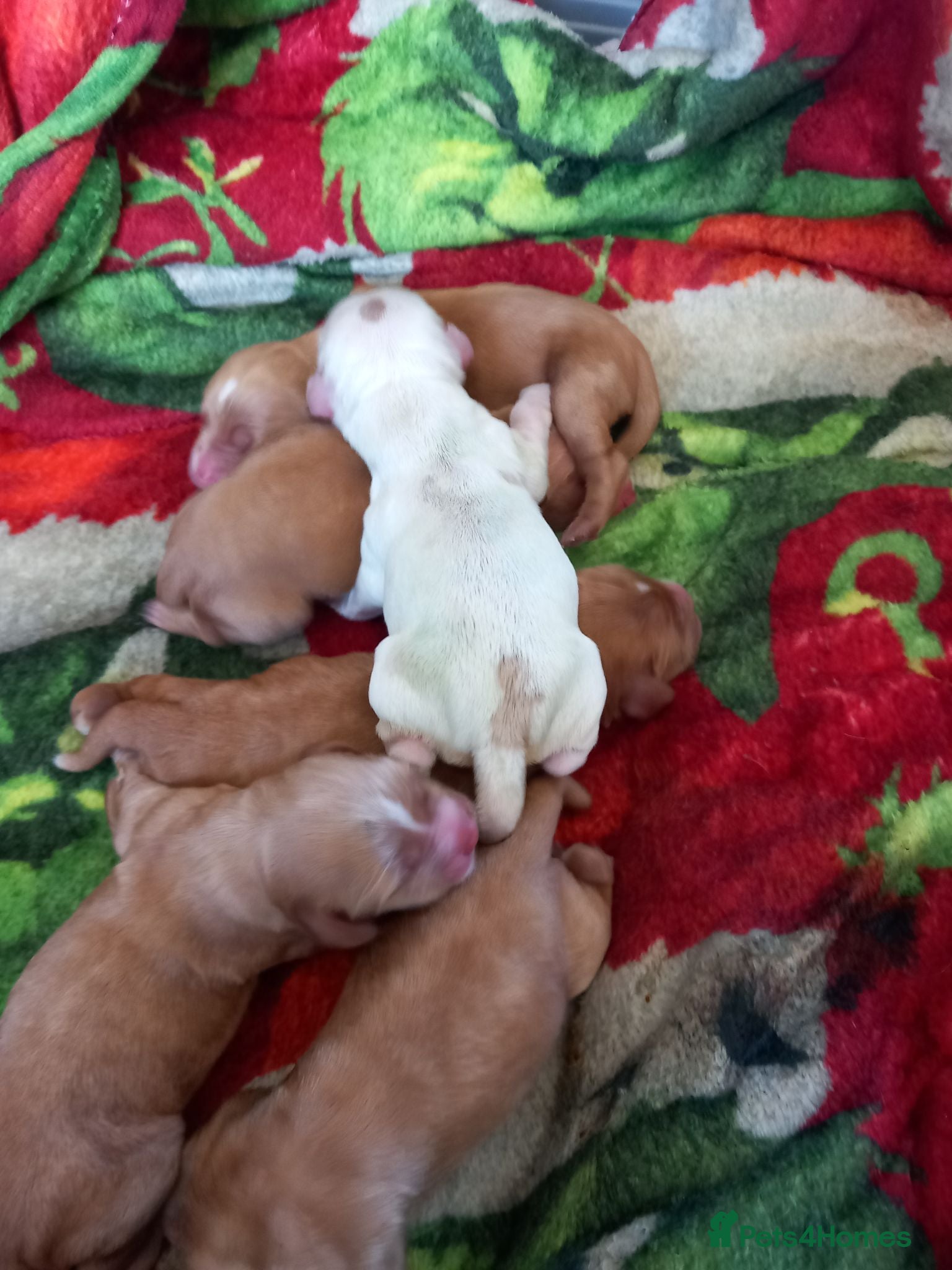 Cocker Spaniel dogs Cocker spaneil puppies  - Advert 2
