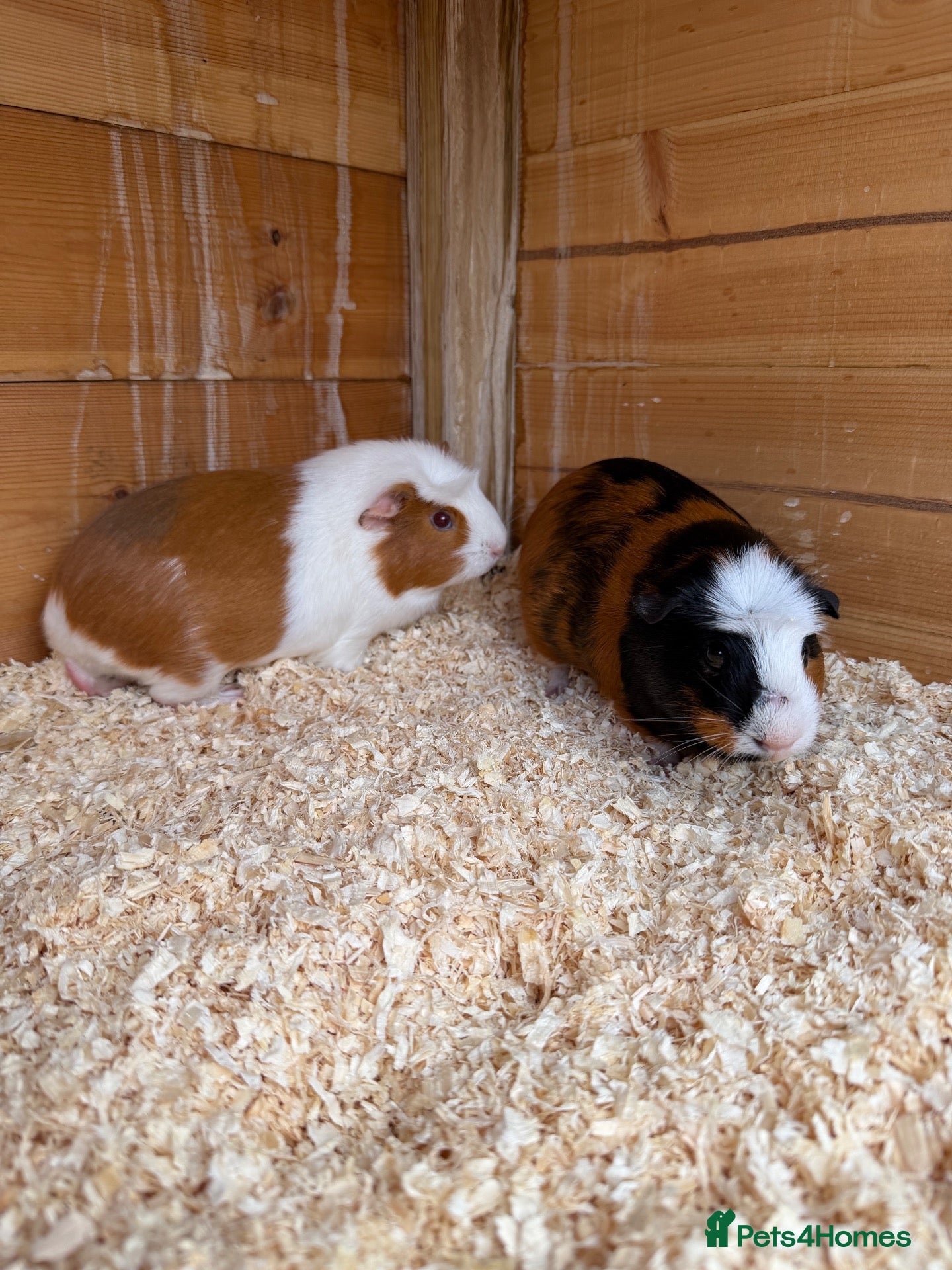 Guinea Pig rodents Female guinea pigs - Advert 2