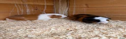 Guinea Pig rodents for sale: 2 Female guinea pigs 1 male - Advert 2