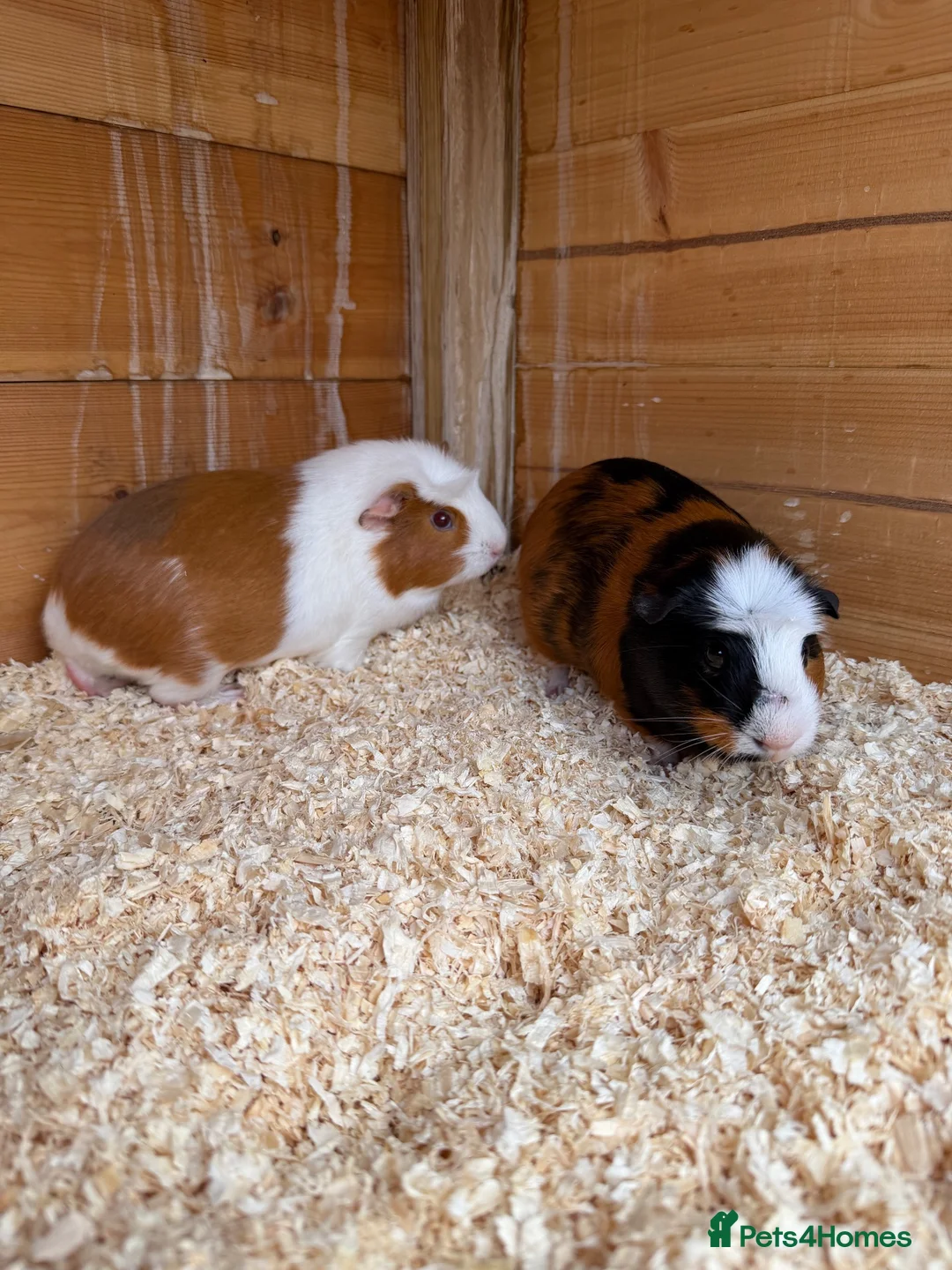Guinea Pig rodents for sale: 2 Female guinea pigs 1 male - Advert 2